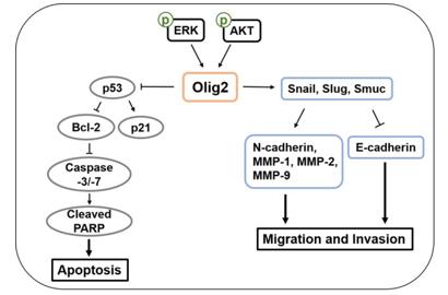 Fig. 1 Olig2 regulates apoptosis, migration and invasion of melanoma cells.