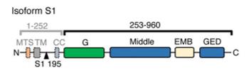 Fig. 1 Domain organization of OPA1.