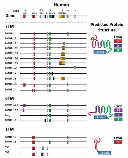 Fig. 1 Schematic of the human OPRM1 gene structure and alternative splicing. (OA Literature)