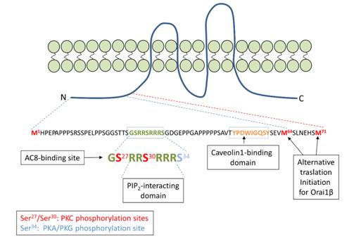 Fig. 1 Amino acid sequence of the N-terminal region unique to Orai1α. (OA Literature)