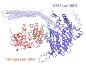 Fig. 1 The interaction model between helicase and OSBP is predicted by Alphafold3.