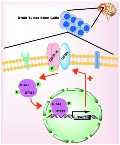 OSMR signaling in Glioma Stem Cells.