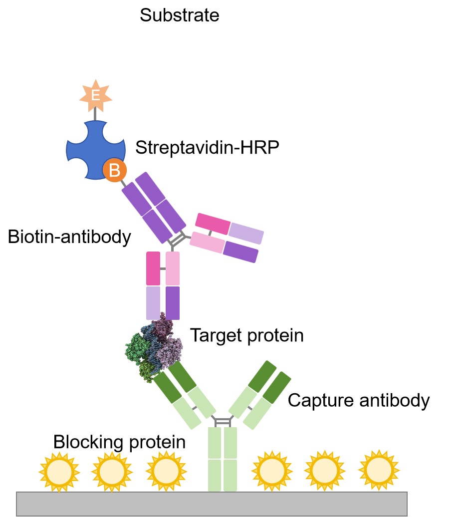 Fig.5 Biotin conjugation. (Creative Biolabs Original)
