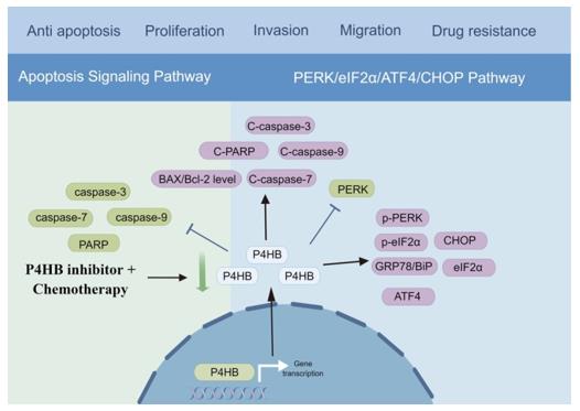 Fig. 1 The underlying mechanism of P4HB in bladder cancer.