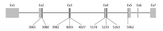 Fig. 1 Identification and Localization of Nine PAEP Gene Single Nucleotide Polymorphisms. (OA Literature)