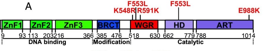 Fig. 1:Schematic of human PARP1 domains and subdomains.