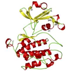 Fig. 1 The crystal structure of the PAS domain of PASK.