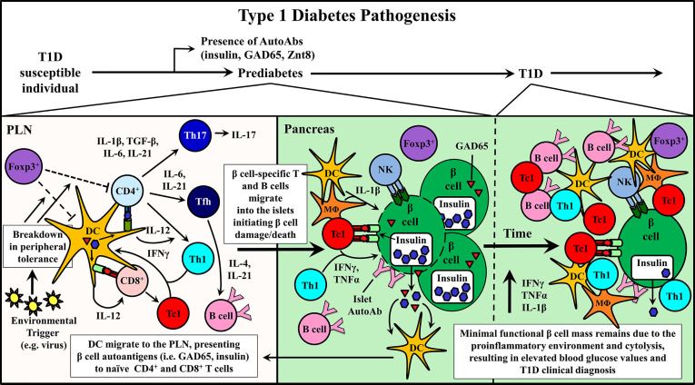 Pathogenesis of Type 1 Diabetes Mellitus (T1D)