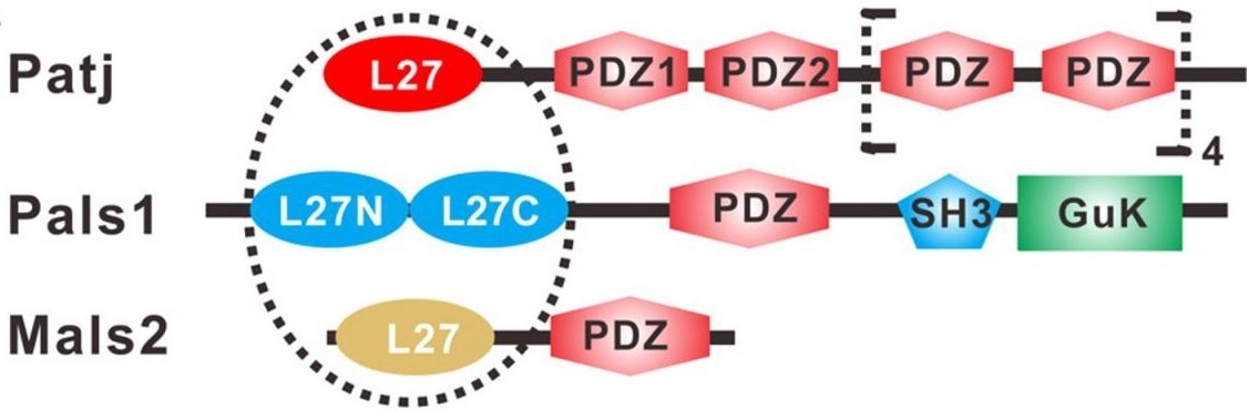 Fig. 1：Schematic of the domain organization of rat Patj.