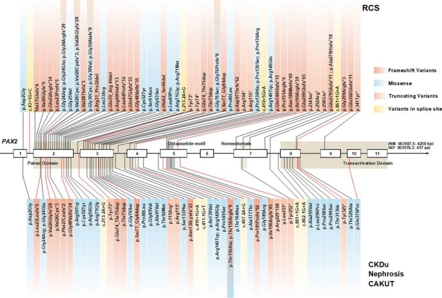 Fig. 1:Genetic variants of PAX2.