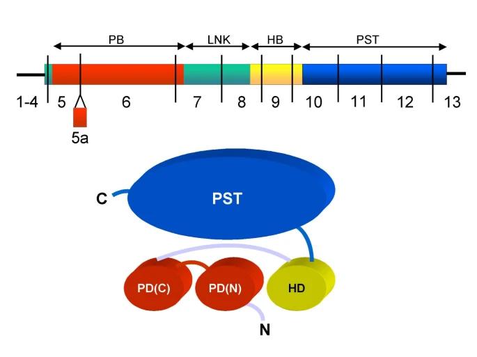 Fig. 1:The PAX6 cDNA and protein.