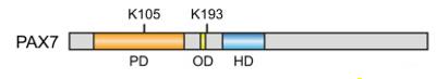 Fig. 1 Schematic representation of PAX7 protein.