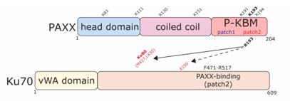 PAXX and Ku70 schematics showing key functional regions and interactions.