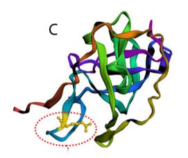 Fig. 1 3D structure of PBRM1 and the mutation cite is shown.