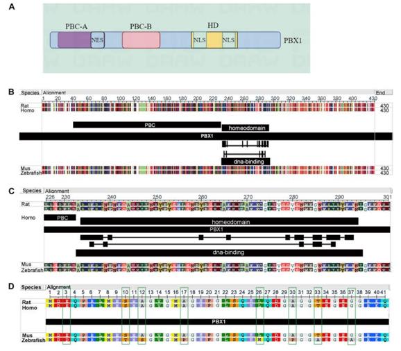 Fig. 1 Structure of PBX1and amino acid sequences in different species. (OA Literature)