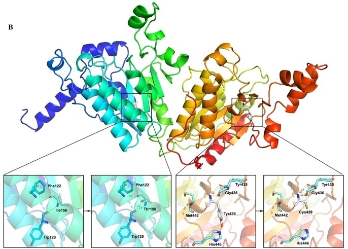 Fig. 1:Structural model of the PCCB protein featuring I156 and Y439.