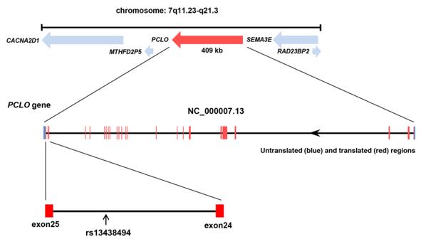 Fig. 1 Physical map of PCLO gene locus and SNP rs13438494 location in PCLO.