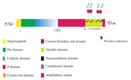 PCSK1 structure.