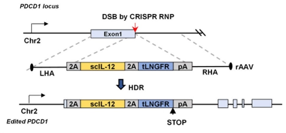 Fig. 1:Schematic of IL-12 Knock-in at the PDCD1 Locus via CRISPR/AAV6g.