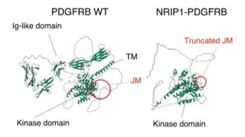 Structures of WT PDGFRB and NRIP1::PDGFRB predicted with AlphaFold2.