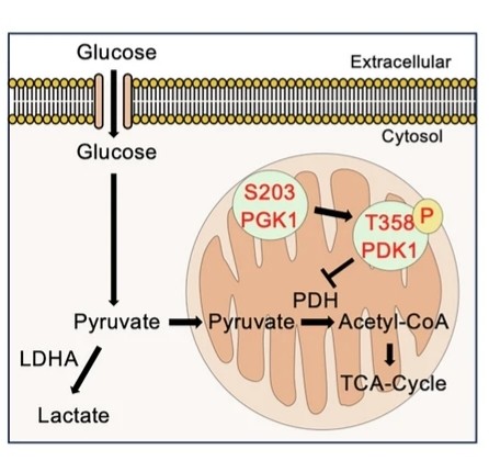 Fig. 1:schematic showing glycolysis regulation by PGK1 and PDK1.