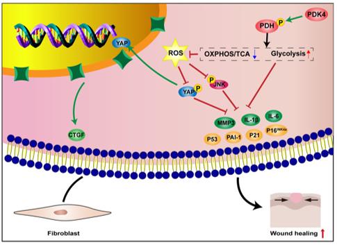 Fig. 1 Concise model of PDK4 in inhibiting HDFs senescence and accelerating wound healing. (OA Literature)