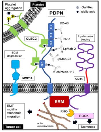 Fig. 1 Schematic representation of podoplanin (PDPN) structure and functions. (OA Literature)