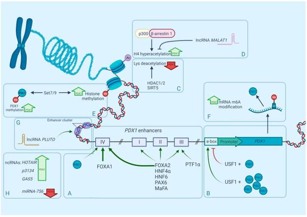 Fig. 1 Regulation of mammalian PDX1 gene by multiple factors.