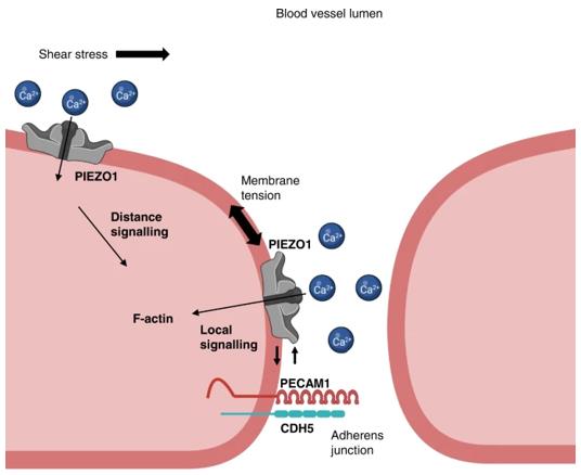 Fig. 1 Model for PIEZO1 and PECAM1 partnership.