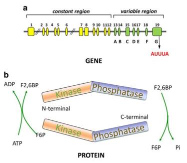 Fig. 1 General structure of the PFKFB3 gene and protein. (OA Literature)
