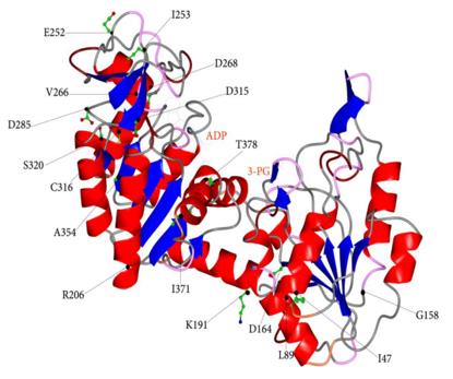 Fig. 1 Ribbons representation of human PGK1 in open conformation.