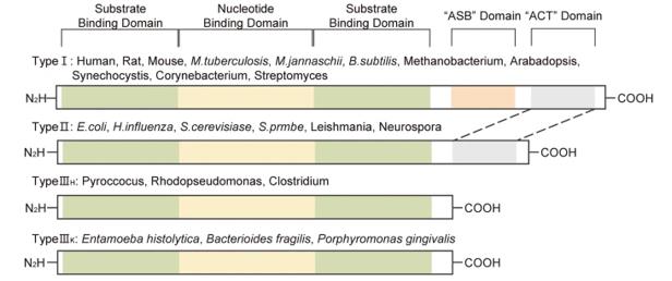 Fig. 1 Isoforms of PHGDH in various organisms. (OA Literature)