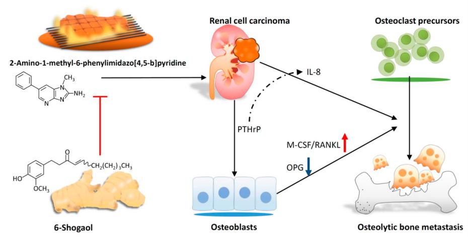 6-Shogaol inhibits PhIP-induced bone metastasis.