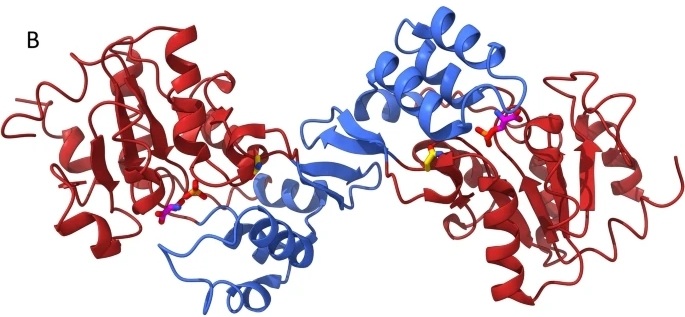 Fig. 1:The structure of phosphoserine phosphatase with its catalytic products.