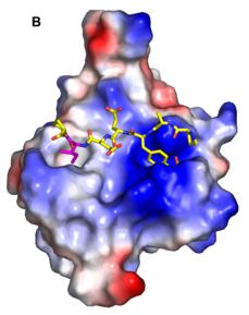 Fig. 1 Phosphotyrosine Binding in the SH2 Domain Electropositive Pocket.