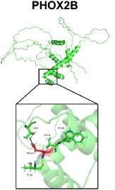 Fig. 1:3D modeling of the mutated PHOX2B protein.