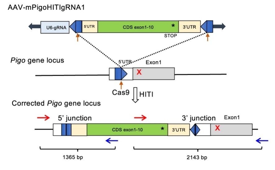 Fig. 1:HITI-Mediated Genome Editing at the Pigo Locus.