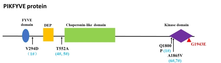 Fig. 1:The amino acid changes of identified variants and their positions in PIKFYVE protein.