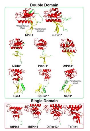 Fig. 1 Structures of Pin1 orthologs across various species. (OA Literature)