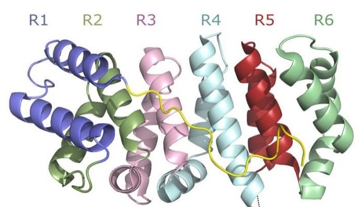 Fig. 1:Structural Domains of PLAA. 