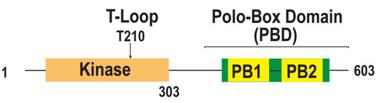 Fig. 1 Domain organization of PLK1.