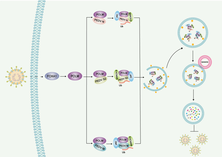 Fig. 1:Anti-viral mechanisms of POLM.