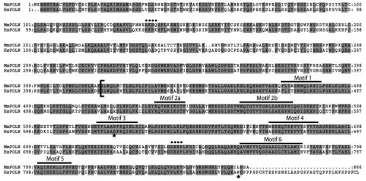 Fig. 1 Sequence alignment of human and mouse POLN.