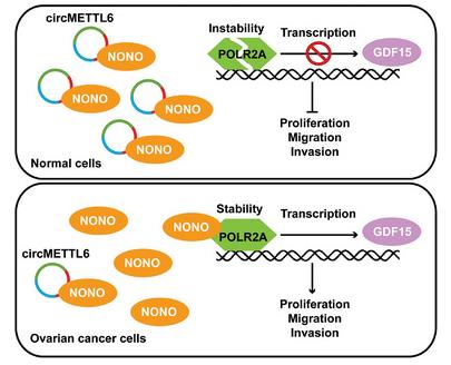 Fig. 1 circMETTL6 Suppresses Ovarian Cancer by Destabilizing POLR2A (OA Literature)