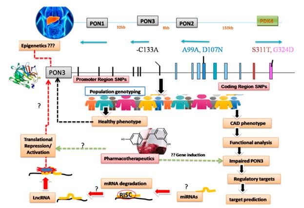 Fig. 1 Schematic of hidden links in CAD pathophysiology related to impaired paraoxonases, focusing on PON3 (OA Literature)