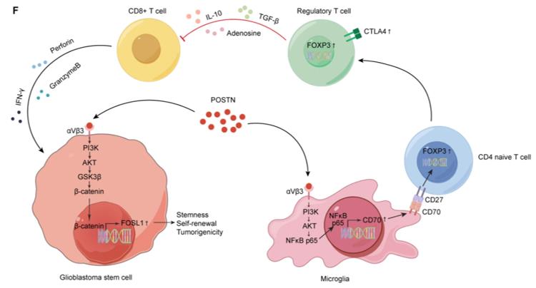 Fig. 1 POSTN is a key mediator of GSC–microglia crosstalk in GBM (OA Literature)