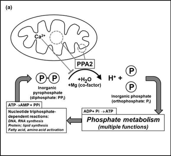 Fig. 1: Schematic of PPA2's biological functions.