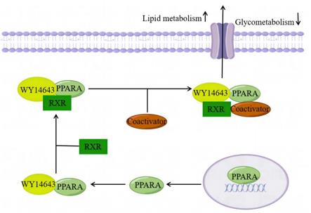 Fig. 1 Schematic diagram of PPARA involvement in metabolic mechanisms.