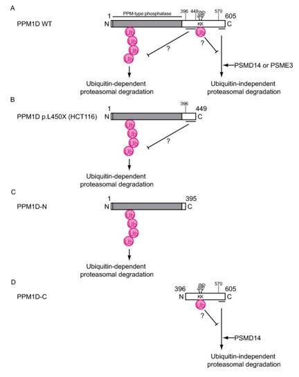 Fig. 1 Schematic illustration of the mechanism regulating PPM1D protein stability (OA Literature)