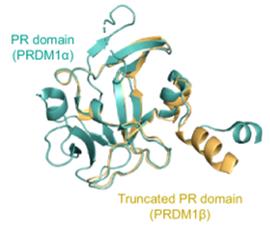 Fig. 1 Protein structures of PRDM1α and PRDM1β.